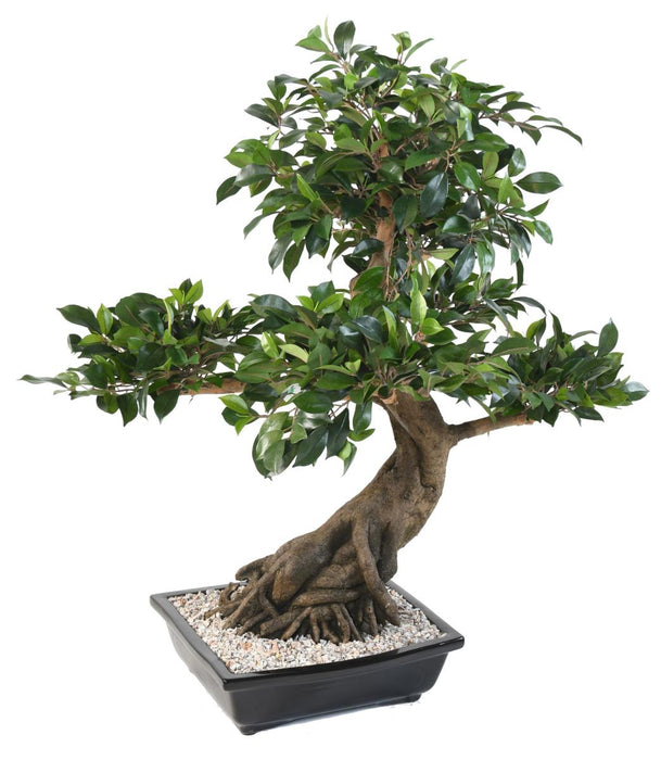 Bonsai Ficus Artificiale 78 Cm Per Interni