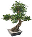 Bonsai Ficus Artificiale 78 Cm Per Interni
