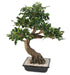 Bonsai Ficus Artificiale 78 Cm Per Interni