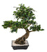Bonsai Ficus Artificiale 78 Cm Per Interni