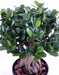 Bonsai Artificiale Ficus Panda Ginseng 60Cm