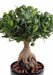 Bonsai Artificiale Ficus Panda Ginseng 60Cm