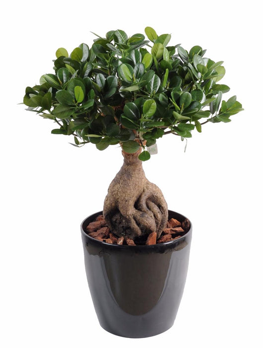 Bonsai Artificiale Ficus Panda Ginseng 60Cm