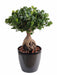Bonsai Artificiale Ficus Panda Ginseng 60Cm