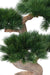 Pino Bonsai Artificiale Su Decorazione Platino H.92Cm