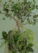Bonsai Artificiale Appeso 70Cm Decorazione Interna