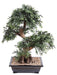 Bonsai Pianta Decorativa Artificiale Salice Nero 70Cm