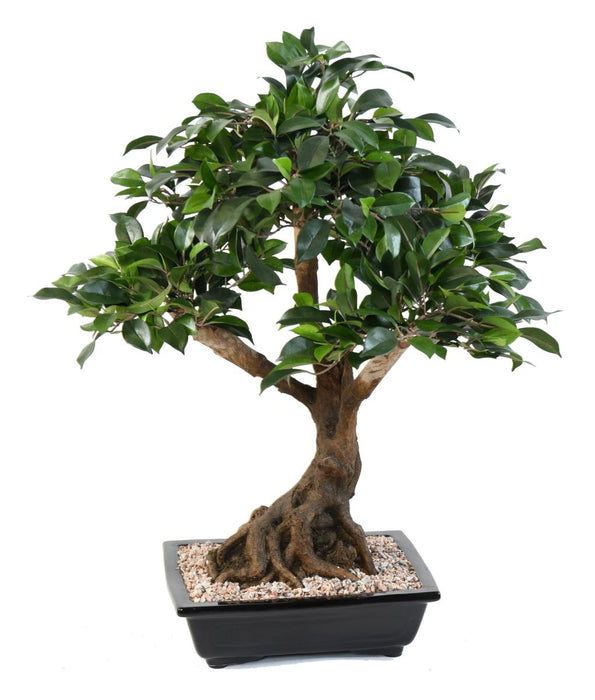 Bonsai Ficus Artificiale In Coppa 58 Cm Pianta Da Interno