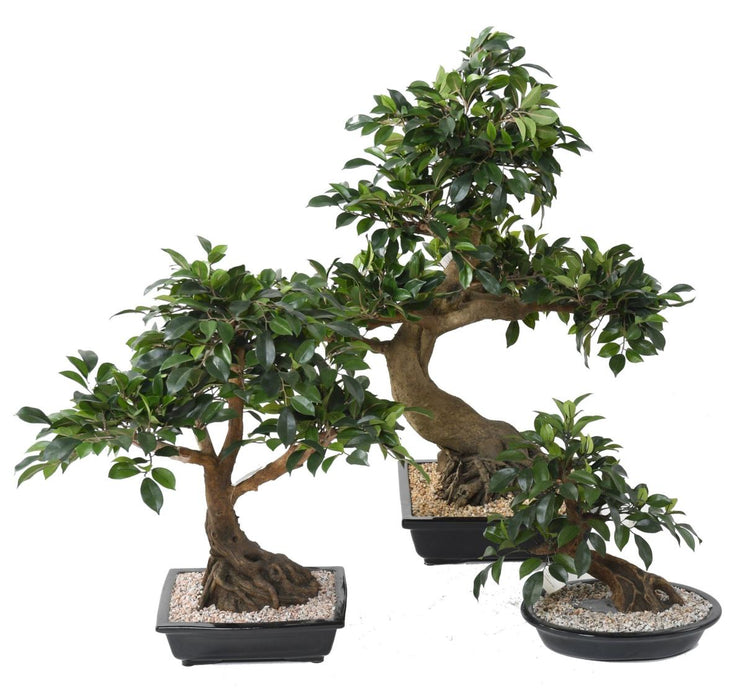 Bonsai Ficus Artificiale In Coppa 58 Cm Pianta Da Interno