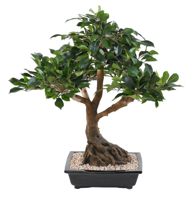 Bonsai Ficus Artificiale In Coppa 58 Cm Pianta Da Interno