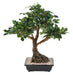 Bonsai Ficus Artificiale In Coppa 58 Cm Pianta Da Interno