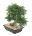Bonsai Di Ginepro Artificiale 55 Cm Decorazione D'interni