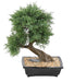 Bonsai Di Ginepro Artificiale 55 Cm Decorazione D'interni