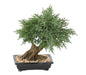 Bonsai Di Ginepro Artificiale Per La Decorazione D'interni
