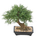 Bonsai Di Ginepro Artificiale Per La Decorazione D'interni