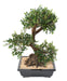 Bonsai Olmo Artificiale 70Cm Con Vaso In Ceramica