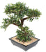 Bonsai Olmo Artificiale 70Cm Con Vaso In Ceramica