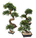 Bonsai Di Olmo Artificiale Con Ghiaia Per Interni