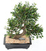Bonsai Di Olmo Artificiale Con Vaso In Ceramica Nera