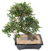 Bonsai Di Olmo Artificiale Con Vaso In Ceramica Nera