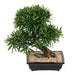 Bonsai Podocarpus Artificiale Taglio 50Cm