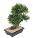 Bonsai Podocarpus Artificiale Taglio 50Cm
