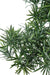 Bonsai Podocarpus Artificiale 78 Cm Per Interni