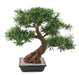 Bonsai Podocarpus Artificiale 78 Cm Per Interni