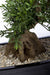 Albero Bonsai - Bonsai Artificiale