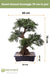 Albero Bonsai - Bonsai Artificiale