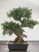 Albero Bonsai - Bonsai Artificiale
