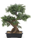 Albero Bonsai - Bonsai Artificiale