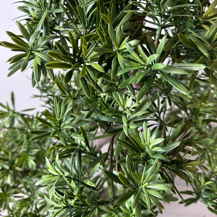 Bonsai Di Abete - Bonsai Artificiale