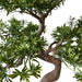 Bonsai Di Abete - Bonsai Artificiale