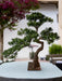 Bonsai Di Abete - Bonsai Artificiale