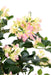 Bouganville Artificiale 150 Cm Fiori Bianchi Rosa
