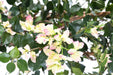 Bouganville Artificiale 150 Cm Fiori Bianchi Rosa