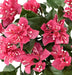Bouganville Fucsia Artificiale Per La Decorazione Esterna