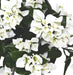 Bouganville Artificiale Uv 40Cm Bianca Per Esterno