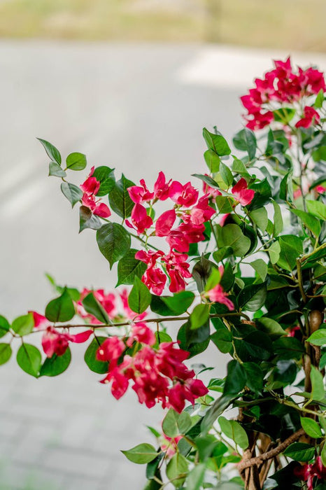 Bougainvillea Liana Fucsia - Albero Artificiale