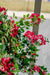 Bougainvillea Liana Fucsia - Albero Artificiale