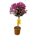 Bouganville Fucsia