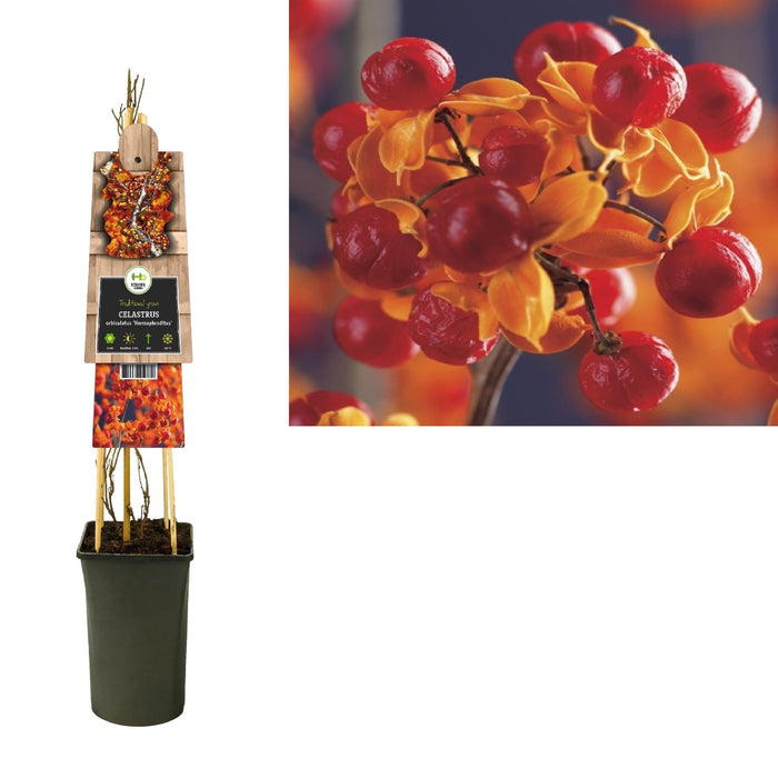 Boia Di Alberi Celastrus D17Cm H75Cm