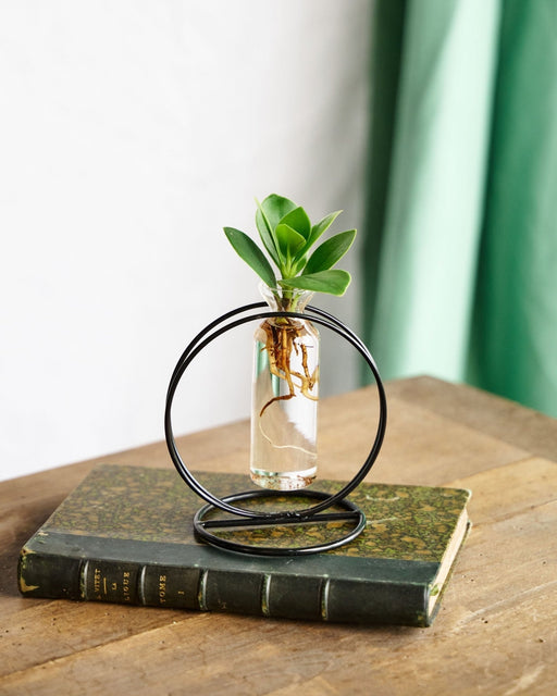 Taglio Di Clusia In Idrocoltura