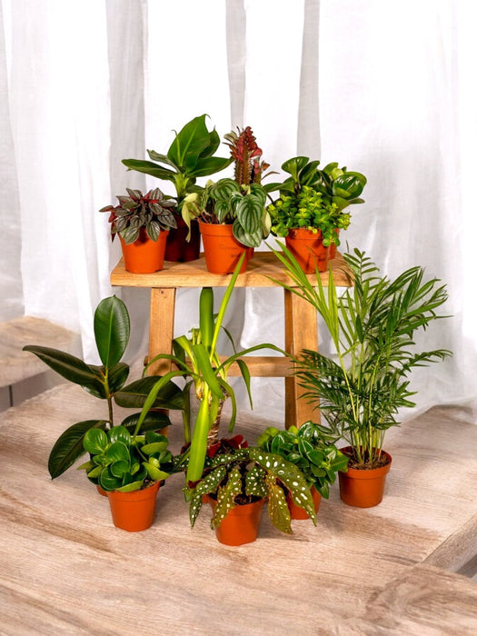 Scatola - 10 Piante Da Interno Disinquinanti