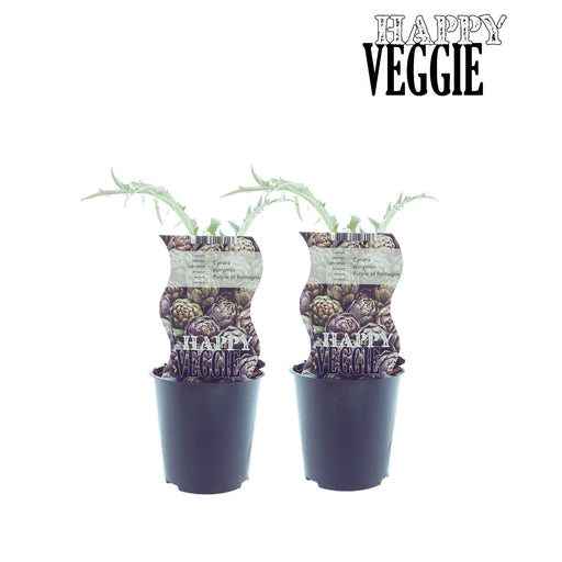 Box - 2 Carciofi Cynara Viola Di Romagna