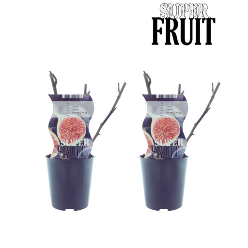 Scatola - 2 Alberi Di Fico Ficus Marrone Tacchino