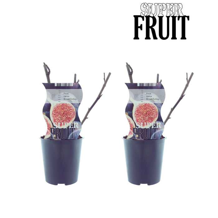 Scatola - 2 Alberi Di Fico Ficus Marrone Tacchino