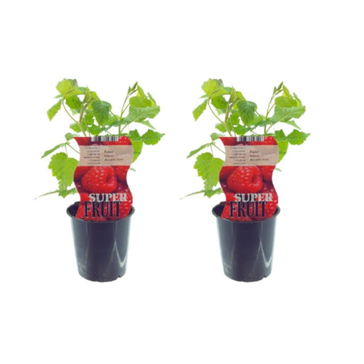 Scatola - 2 Cespugli Di Lamponi Rubus Autumn Bliss