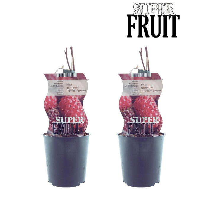 Scatola - 2 Lamponi Rubus Loganberry